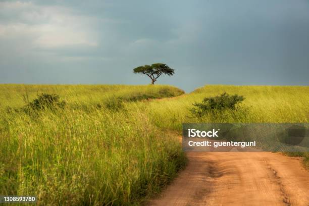 African Road Through The Green Savannah Uganda Stock Photo - Download Image Now - Africa, Plain, Savannah