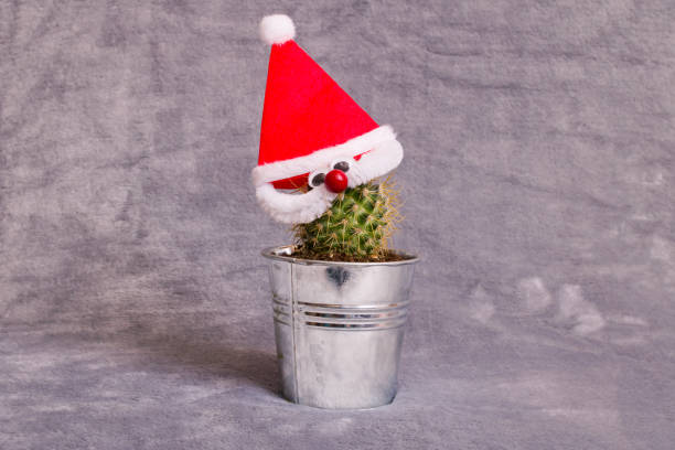 istock Green cactus in red Christmas hat on gray background 1308593808
