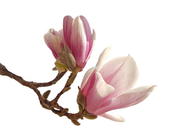 istock flowers buds  magnolia perfume sky spring season pink 1308594110