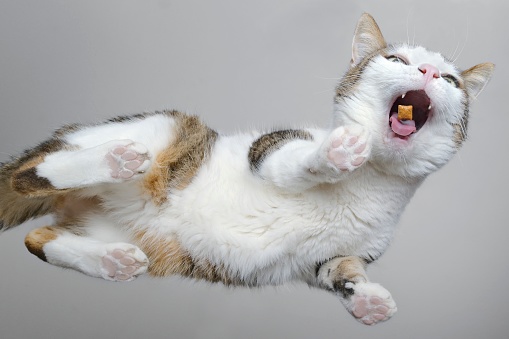 Bottom view of funny tabby cat eating treats.