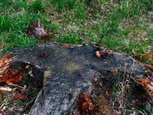 bumps lie on the old stump, spring