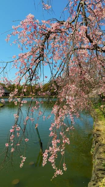 istock Weeping Cherry Tree in a Public Park, Japan. 1308596141