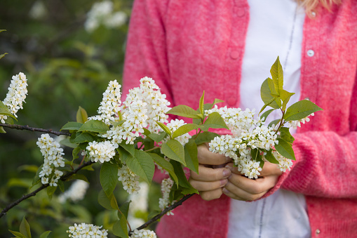 Closeup on blooming cherry in woman's hands. Spring flowers. Nature. Outdoors.