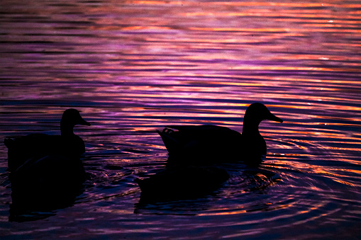 Mallard ducks floating on the water at sunset