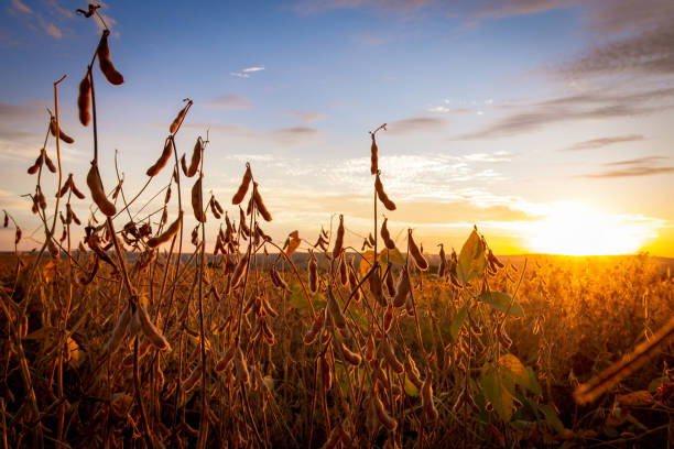 gousses de soja sur la plantation au coucher du soleil. photographie agricole. - graine de soja photos et images de collection