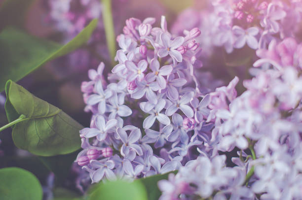istock Branches of purple lilac close up, selective focus. 1308597861
