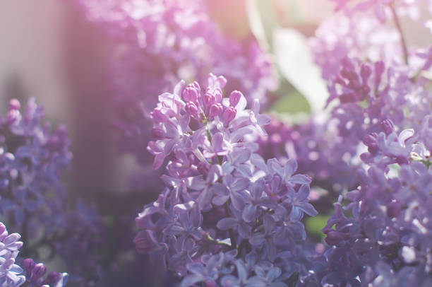 istock Macro shots of purple lilac buds, soft focus. 1308597900