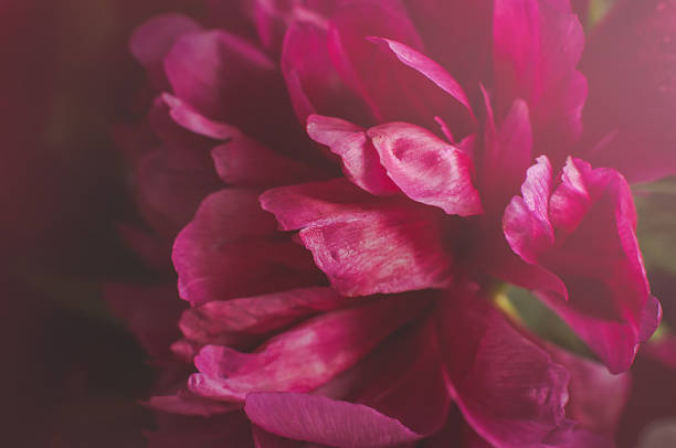 istock Petals of peony flowers macro shot, soft focus. 1308598708