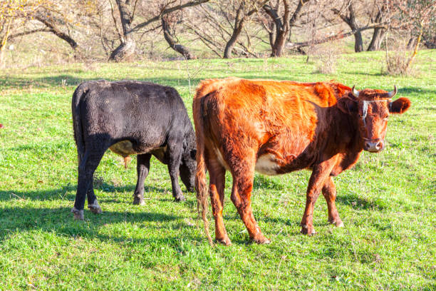istock Calf and Cow on the green meadow 1308600006