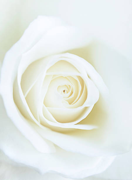 istock White rose vertical macro photo. Natural background. 1308600377