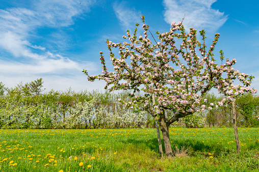Rows of apple trees in an orchard with white blossom during a beautiful springtime day.