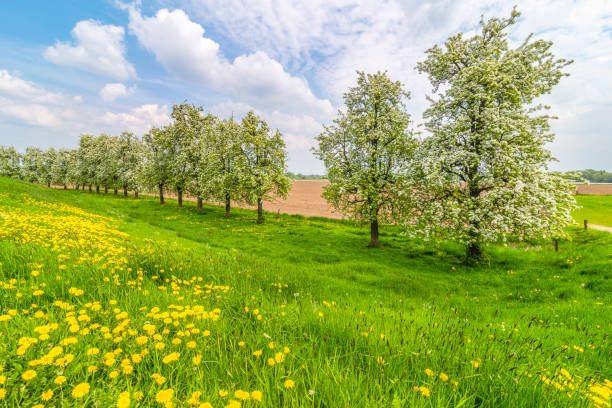istock Apple trees in an orchard with white blossom in spring 1308601983