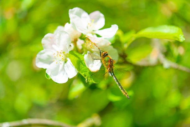 Downy emerald dragonfly (Cordulia aenea) sitting on Apple blossom during a beautiful springtime day.