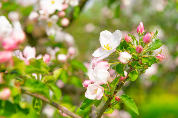 istock Pink blossom on an apple tree in spring 1308602072