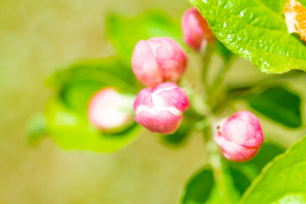 Pink blossom on an apple tree in spring  during a beautiful springtime day.