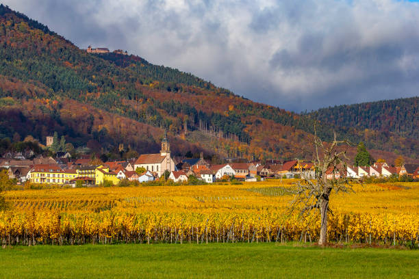 istock Golden vineyards of Alsace 1308602950