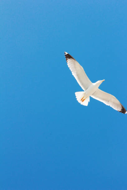 istock a white gull flying in the blue sky 1308603060