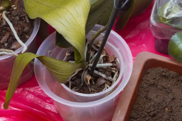 Photo of A dying phalaenopsis in a pot. Yellowing leaves and drying orchid roots