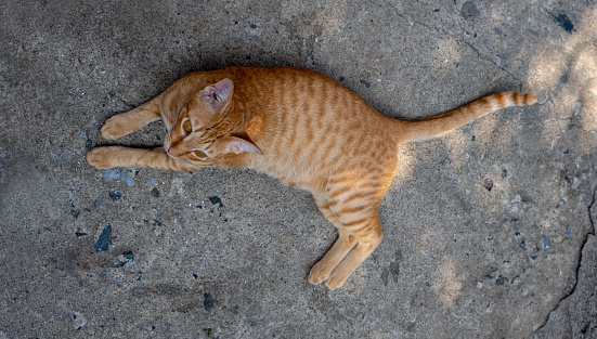 Orange fur cat lying happily on old rough concrete floor, close-up and high angle