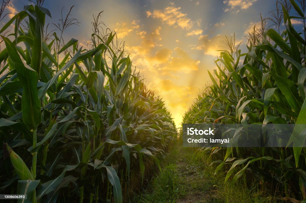 corn field in agricultural garden and light shines sunset green corn field in agricultural garden and light shines sunset Corn - Crop Stock Photo