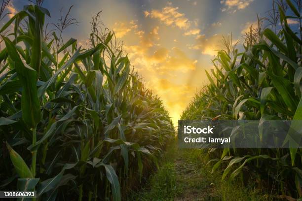 Corn Field In Agricultural Garden And Light Shines Sunset Stock Photo - Download Image Now