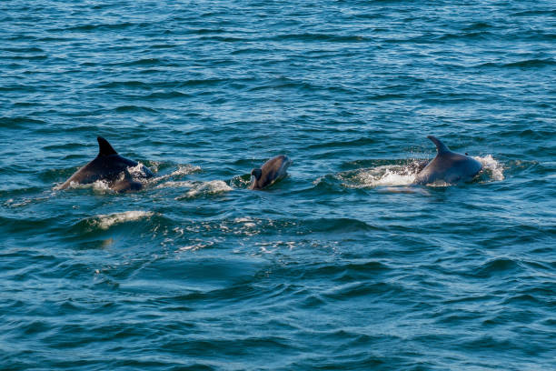 istock Dolphins in the sea 1308607058