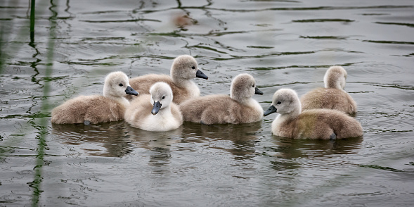 Daytime portrait of 6 white mute swan cygnets swimming in a pond, the baby swans are only 3 days old, shallow DOF