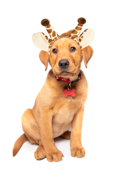 istock Beautiful Red Fox Labrador Puppy in Giraffe Ears 1308607851