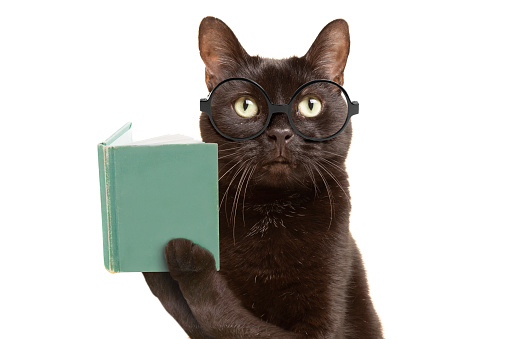 A studio shot of a black cat isolated on a white background wearing glasses and reading a book.