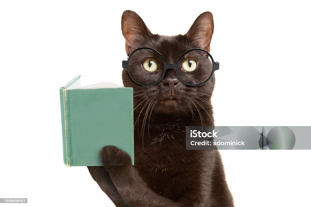 Smart Cat In Glasses Reading Book - Royalty-free Gato domesticado Foto de stock