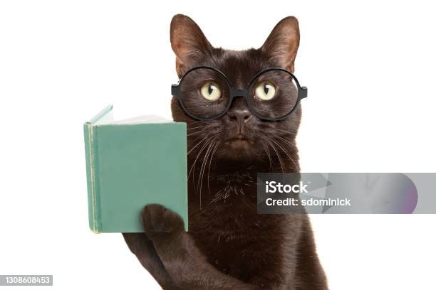 Smart Cat In Glasses Reading Book - Fotografias de stock e mais imagens de Gato domesticado - Gato domesticado, Óculos, Livro