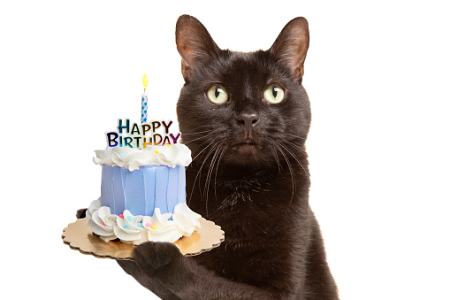 A studio shot of a black cat isolated on a white background holding a birthday cake with a lit candle.