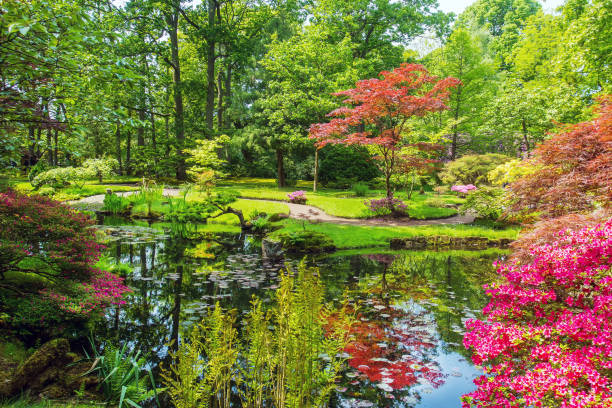 amazing landscape in japanese garden in the hague. beauty in nature in springtime - netherlands! - japanese culture landscape landscaped ornamental garden imagens e fotografias de stock