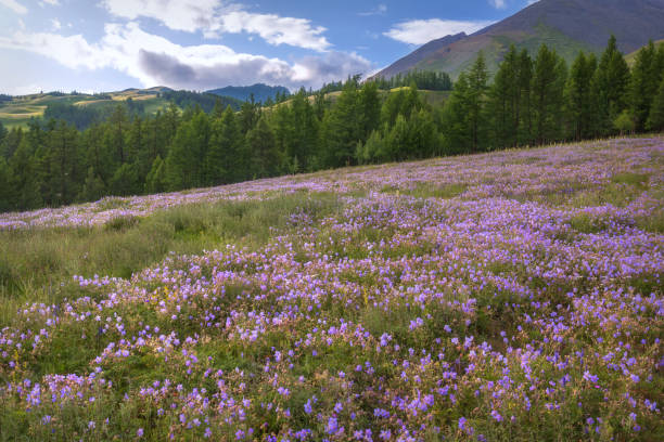 istock flowers geranium meadow mountains forest clouds summer 1308610524