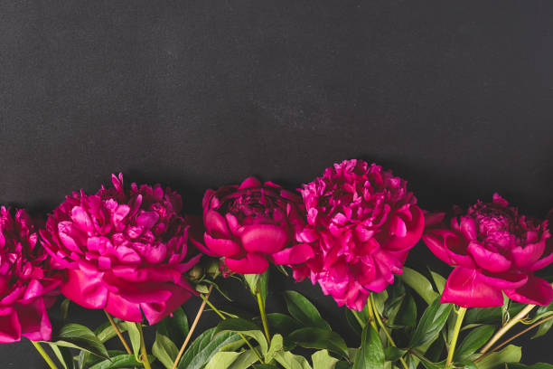 istock Red pink flowers peonies on dark background. Top view copy space 1308610763
