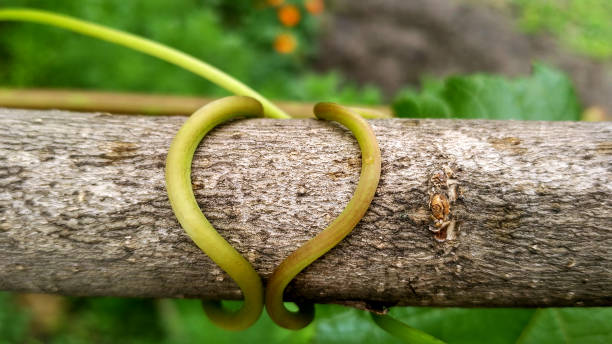 istock Vine tendril twining around woody branch as support 1308612204