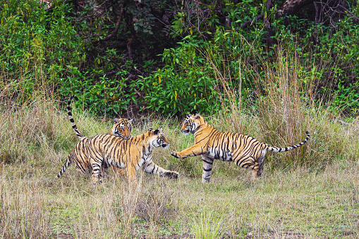 Two juvenile Bengal tigesr (also called \