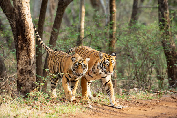 istock Bengal tigers (Panthera tigris tigris) in Ranthambhore National Park 1308612980