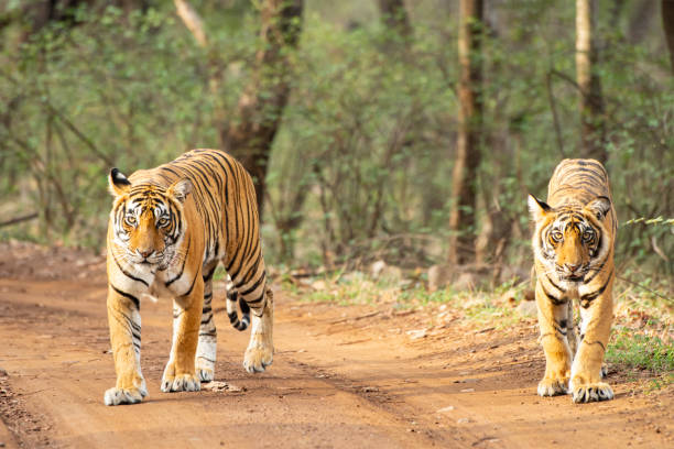 istock Bengal tigers (Panthera tigris tigris) in Ranthambhore National Park 1308613051