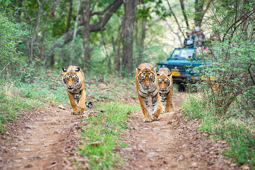 A tigeress with her juvenile cub (Bengal tigers, also called \