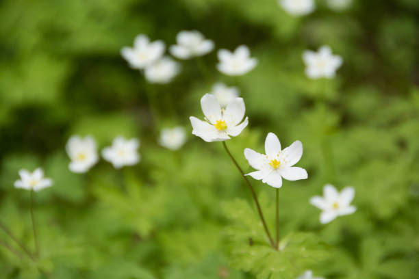 istock Cute white flowers in the spring field 1308614213