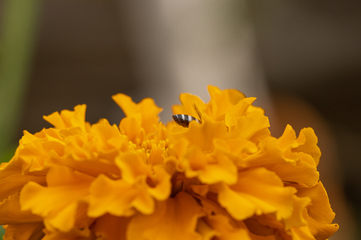 Marigold Flowers in my garden with honey bee.