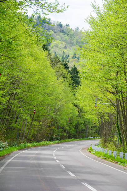 istock Road through the fresh green forest 1308614253