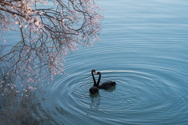 istock Black Swan and Flower 1308614367