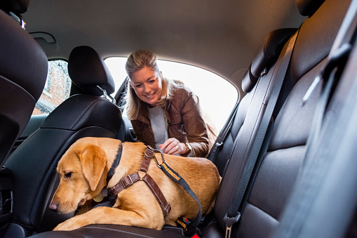 A mature caucasian woman wearing casual clothing, clipping her puppy Labrador retriever into the backseat of her car with a safety harness.