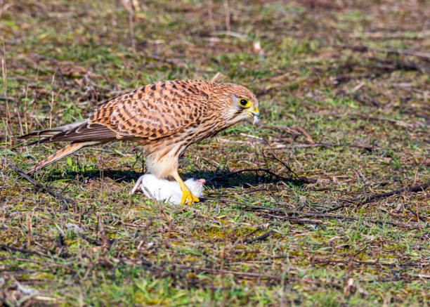 Hawk With Mouse 1,000+ Hawk Mouse Stock Photos, Pictures & Royalty-Free Images - iStock