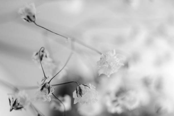 istock white gypsophila flower on white background in blur 1308614739