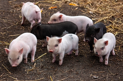 seven little piglets on the farm. High quality photo