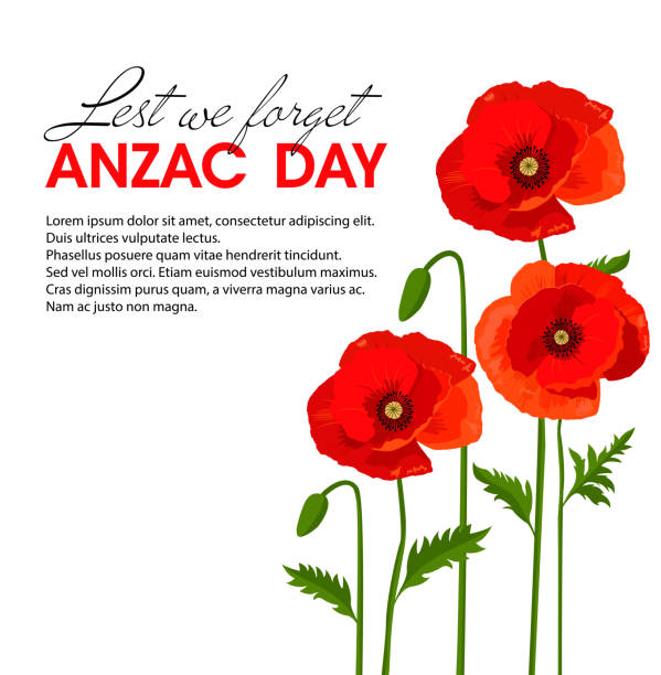 Vector illustration of memorial day symbol - poppy flowers. Anzac day banner design with space for text. Vector illustration of memorial day symbol - poppy flowers. Anzac day banner design with space for text. poppies stock illustrations