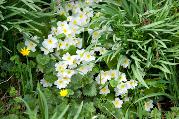 A small bunch of primroses in their natural habitat on the woodland floor.